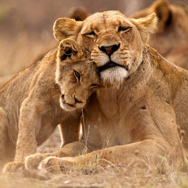 Südafrika Roadtrip: Krüger Safari meets Garden Route