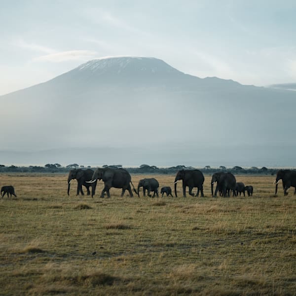 Tansania & Sansibar: Glamping unter den Big Five
